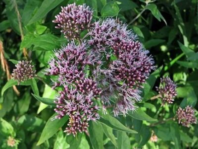 Eupatorium cannabinum