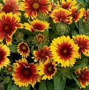 Gaillardia 'Kobold'-0