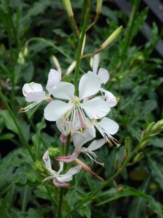 Gaura lindheimeri-0