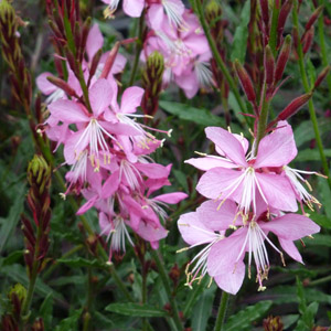 Gaura lindheimeri 'Siskiyou Pink'-0