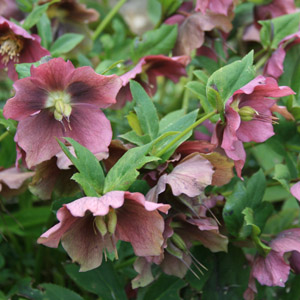 Helleborus orientalis-0