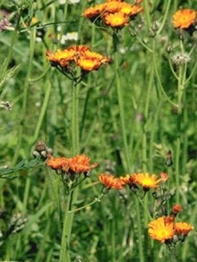 Hieracium aurantiacum