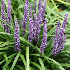 Liriope muscari 'Ingwersen'-0