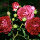 Rosa 'Rosengarten Zweibrücken'-8743