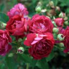 Rosa 'Rosengarten Zweibrücken'-0