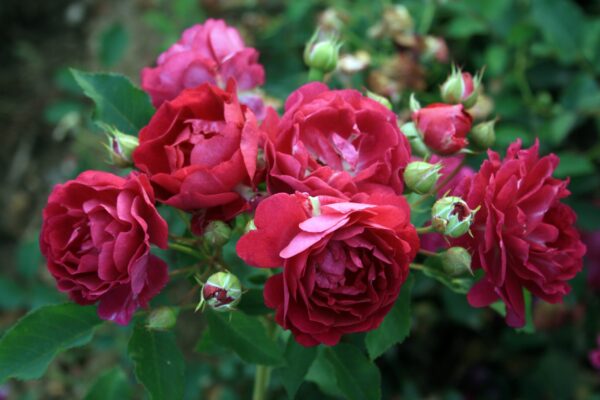 Rosa 'Rosengarten Zweibrücken'-0