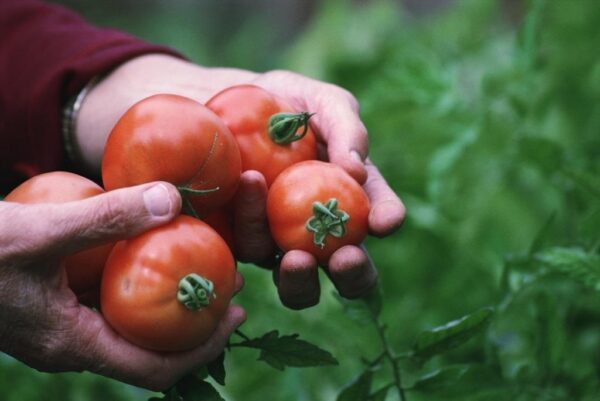 Cursus Moestuinieren 2024-0