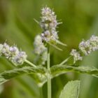 Mentha spicata-9522