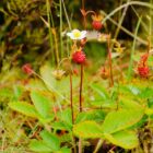 Fragaria vesca-0