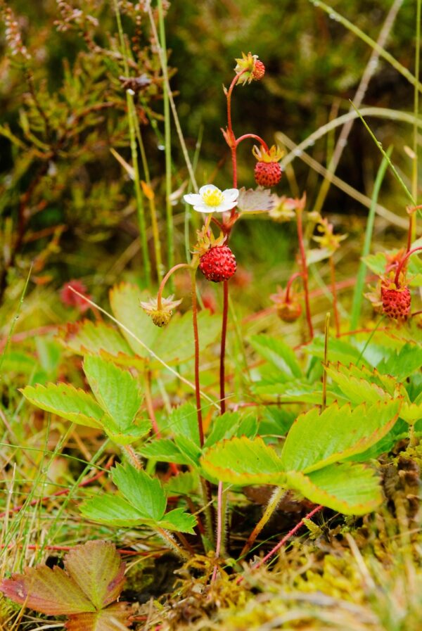 Fragaria vesca-0