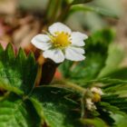 Fragaria vesca-9516