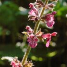 Stachys sylvatica-0