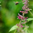 Stachys sylvatica-9530