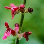 Stachys sylvatica-9529