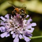 Scabiosa ochroleuca-0