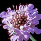 Scabiosa ochroleuca-9528