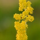 Galium verum-9521