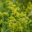 Galium verum-0