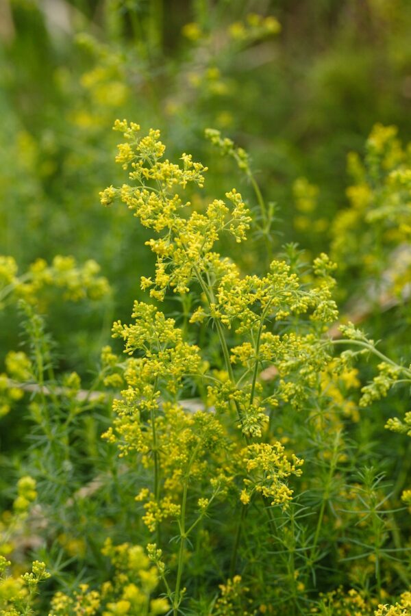 Galium verum-0