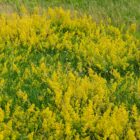 Galium verum-9520