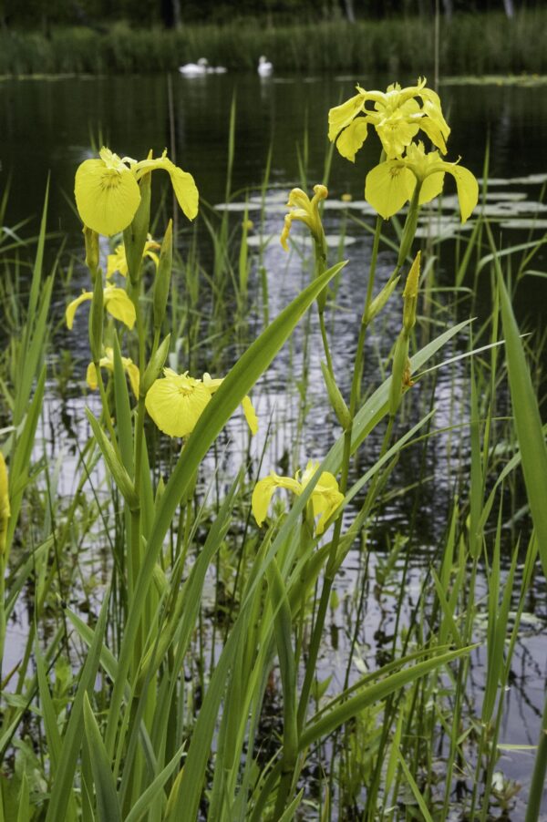 Iris pseudacorus-0