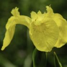 Iris pseudacorus-9507