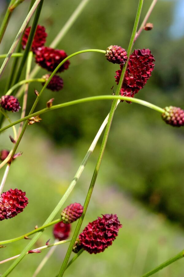 Sanguisorba officinalis-0