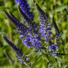 Veronica longifolia-9534