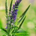 Veronica longifolia-0