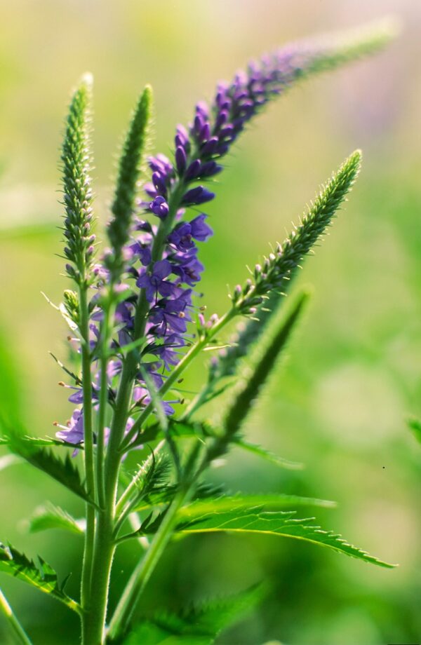 Veronica longifolia-0