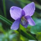 Viola odorata-9537