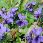 Viola odorata-0