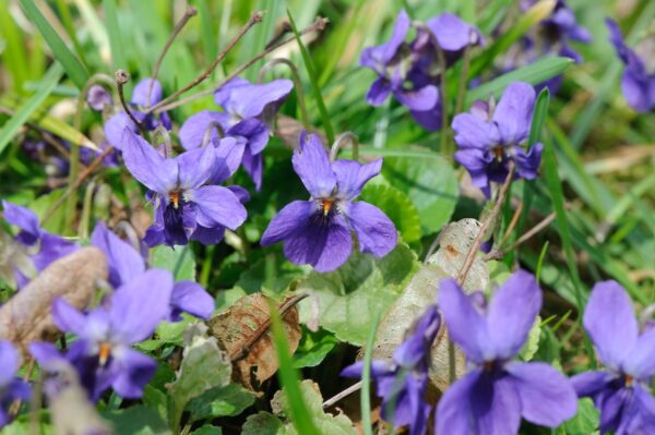 Viola odorata-0