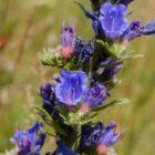 Echium vulgare-9513