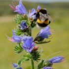 Echium vulgare-0