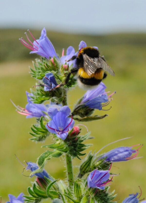 Echium vulgare-0