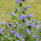 Echium vulgare-9515