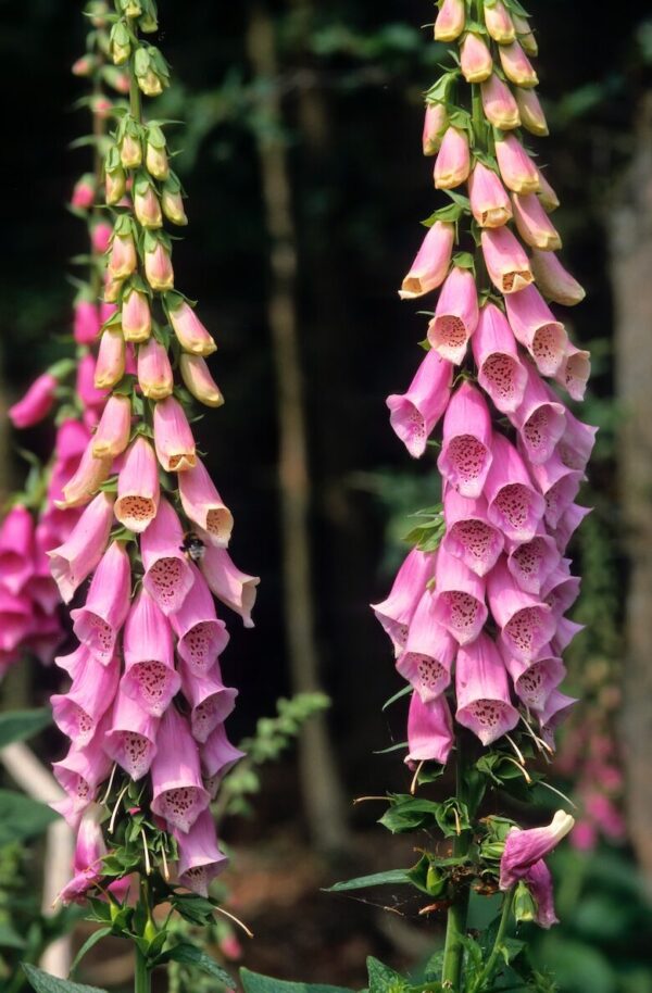 Digitalis purpurea-0