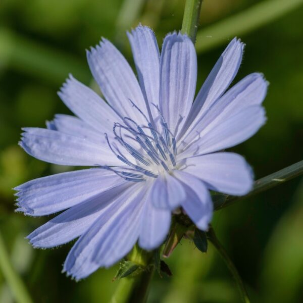 Cichorium intybus-0