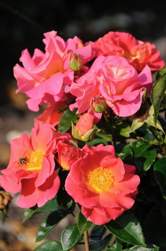 Rosa 'Miss Kate'-0