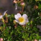 Rosa 'Petit Serpent'-0