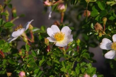 Rosa 'Petit Serpent'-0