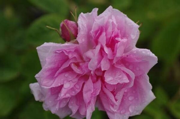 Rosa 'Quatre Saisons' -0