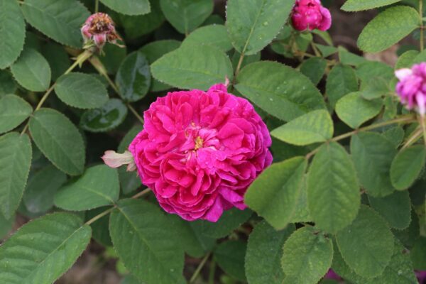 Rosa 'Rose de Rescht'-0