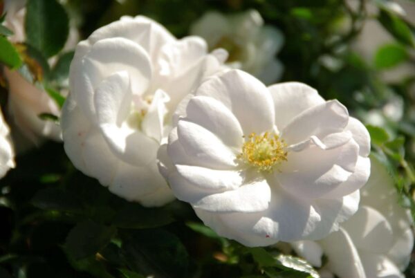 Rosa 'Aspirin Rose'-0