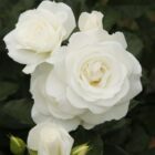 Rosa 'Baby Schneewittchen'-0