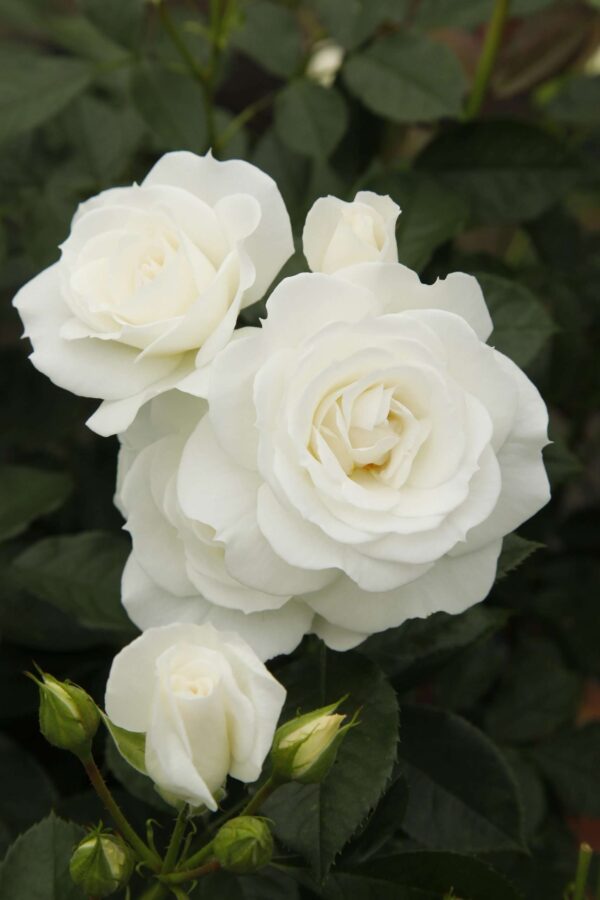 Rosa 'Baby Schneewittchen'-0