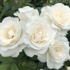 Rosa 'Baby Schneewittchen'-9770