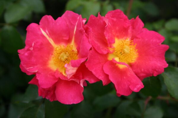 Rosa 'Bajazzo'-0