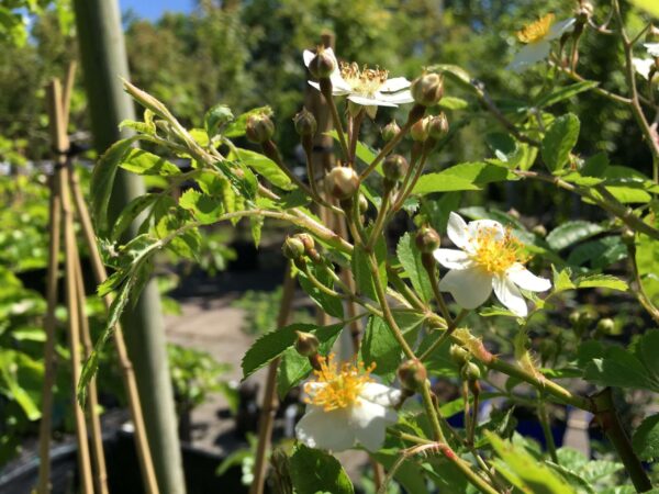 Rosa 'Fujisanensis'-0